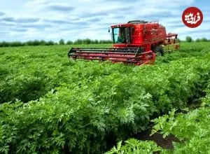 ببینید| چگونه هزاران تن جعفری برداشت و فرآوری می شود؟