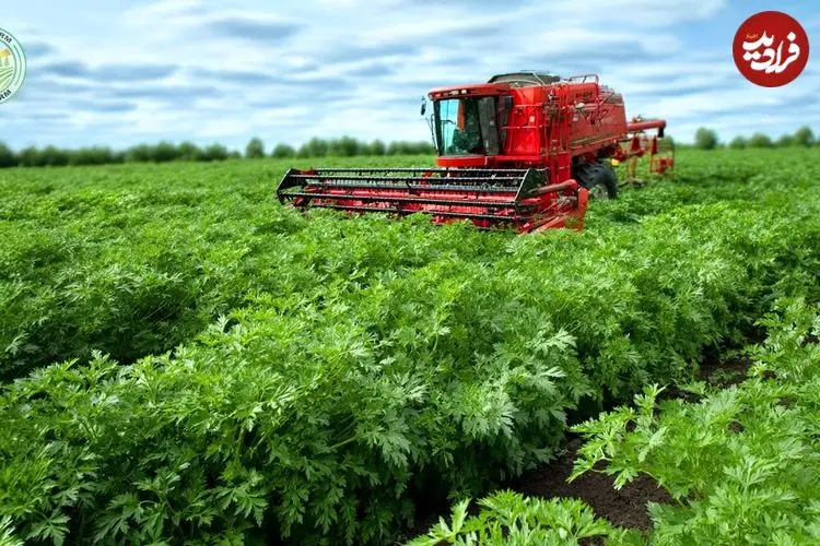 ببینید| چگونه هزاران تن جعفری برداشت و فرآوری می شود؟