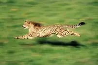 دانشمندان «پارادوکس سرعت جانوران» را حل کردند