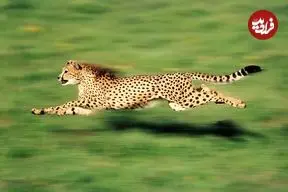 دانشمندان «پارادوکس سرعت جانوران» را حل کردند