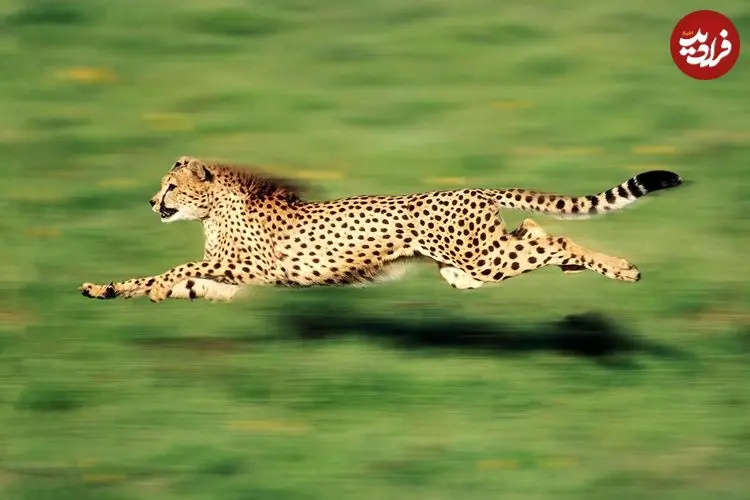 دانشمندان «پارادوکس سرعت جانوران» را حل کردند