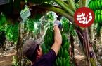 (ویدئو) فرآیند دیدنی برداشت و برش زدن موز و جک فروت توسط کشاورز ویتنامی
