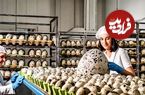 ببینید؛ چگونه کشاورزان چینی میلیون ها بلدرچین پرورش می دهند؟