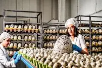 ببینید؛ چگونه کشاورزان چینی میلیون ها بلدرچین پرورش می دهند؟
