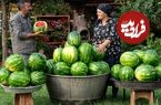ببینید؛ غذای روستایی در آذربایجان؛ پخت مربای پوست هندوانه