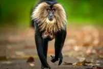 شاهکارهای عکاسی حیات‌وحش سال ۲۰۲۵ به انتخاب مردم