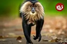 شاهکارهای عکاسی حیات‌وحش سال ۲۰۲۵ به انتخاب مردم