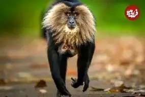 شاهکارهای عکاسی حیات‌وحش سال ۲۰۲۵ به انتخاب مردم