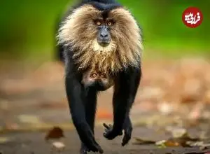 شاهکارهای عکاسی حیات‌وحش سال ۲۰۲۵ به انتخاب مردم