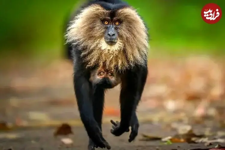 شاهکارهای عکاسی حیات‌وحش سال ۲۰۲۵ به انتخاب مردم