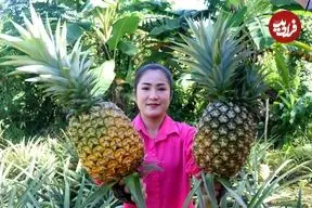 ببینید| غذای روستایی در چین؛ برداشت آناناس و پخت دو مدل غذا با آن در روستا