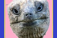 درختی که دوستش نداشتند!