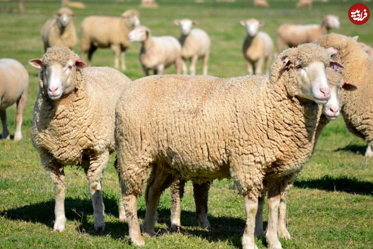 قیمت گوشت گوسفند در استرالیا رکورد زد