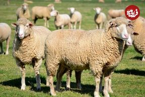 قیمت گوشت گوسفند در استرالیا رکورد زد