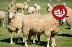 قیمت گوشت گوسفند در استرالیا رکورد زد