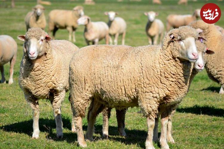 قیمت گوشت گوسفند در استرالیا رکورد زد