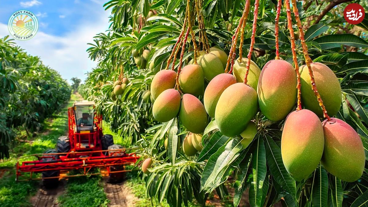 ببینید؛ چگونه استرالیایی ها هزاران تن انبه را برداشت و سپس فرآوری می کنند؟