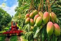 ببینید؛ چگونه استرالیایی ها هزاران تن انبه را برداشت و سپس فرآوری می کنند؟