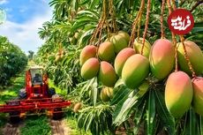 ببینید؛ چگونه استرالیایی ها هزاران تن انبه را برداشت و سپس فرآوری می کنند؟