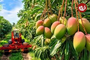 ببینید؛ چگونه استرالیایی ها هزاران تن انبه را برداشت و سپس فرآوری می کنند؟