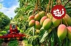 ببینید؛ چگونه استرالیایی ها هزاران تن انبه را برداشت و سپس فرآوری می کنند؟