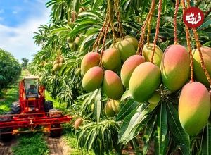 ببینید؛ چگونه استرالیایی ها هزاران تن انبه را برداشت و سپس فرآوری می کنند؟
