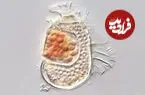 کشف میکروبی با ژنوم تقریباً بی‌سابقه که تعریف حیات را به چالش می‌کشد
