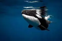 شاید دلیل زندگی گروهی برخی نهنگ‌های قاتل، ترس از همنوع‌خواری باشد