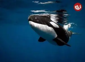 شاید دلیل زندگی گروهی برخی نهنگ‌های قاتل، ترس از همنوع‌خواری باشد