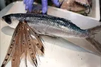 ببینید| غذای خیابانی در ژاپن؛ تهیه دو نوع غذا با ماهی پرنده در اوکیناوا