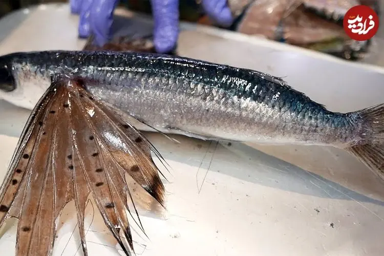 ببینید| غذای خیابانی در ژاپن؛ تهیه دو نوع غذا با ماهی پرنده در اوکیناوا