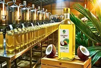 (ویدئو) از برداشت نارگیل تا تولید روغن خالص؛ فرایند کامل روغن نارگیل