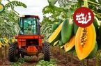 ببینید؛ مراحل تماشایی کاشت، برداشت و فرآوری صدها تن پاپایا در مزارع برزیل