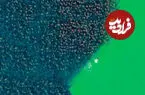 ببینید| تصاویر پهپادی از مهاجرت بزرگ سفره‌ماهی‌ها