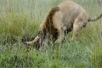 ببینید| لحظه شکار گراز گیر افتاده در چاله توسط یک شیر نر گرسنه