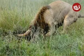 ببینید| لحظه شکار گراز گیر افتاده در چاله توسط یک شیر نر گرسنه