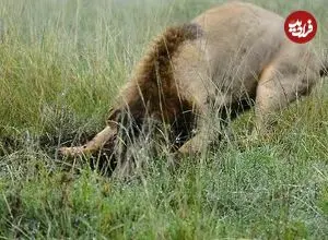 ببینید| لحظه شکار گراز گیر افتاده در چاله توسط یک شیر نر گرسنه