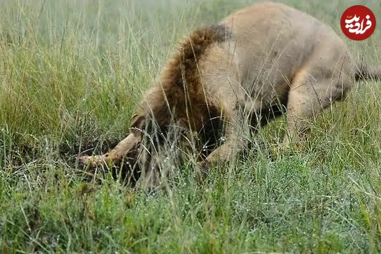 ببینید| لحظه شکار گراز گیر افتاده در چاله توسط یک شیر نر گرسنه