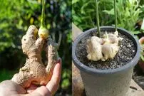 (ویدئو) ساده ترین و بی دردسرترین راه برای کاشت و برداشت زنجبیل در خانه