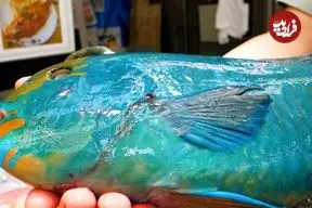 ببینید| غذای خیابانی در ژاپن؛ تهیه دو نوع غذا با طوطی ماهی در اوکیناوا