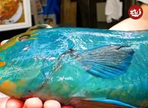 ببینید| غذای خیابانی در ژاپن؛ تهیه دو نوع غذا با طوطی ماهی در اوکیناوا