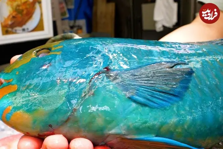 ببینید| غذای خیابانی در ژاپن؛ تهیه دو نوع غذا با طوطی ماهی در اوکیناوا