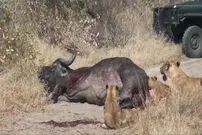 (ویدیو) بوفالوی مادر در مقابل شیرها جان فدای گوساله‌اش شد!
