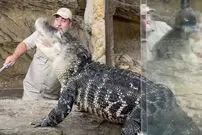 (ویدئو) مزرعه پرورش تمساح در آمریکا؛ چالش پردردسر غذا دادن به کروکودیل ها