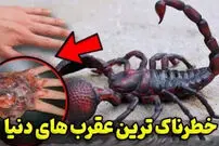 (ویدئو) ١٠تا ازخطرناک ترین عقرب های دنیا !
