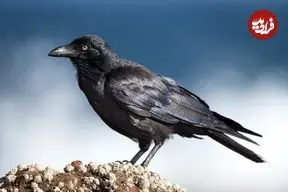 پرنده‌ای که می‌تواند برای «آینده» برنامه‌ریزی کند