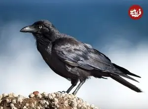 پرنده‌ای که می‌تواند برای «آینده» برنامه‌ریزی کند