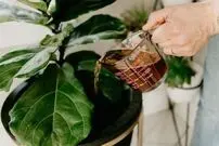 (ویدئو) بهترین کود مایع برای گیاهان آپارتمانی رو خیلی ساده تو خونه درست کن