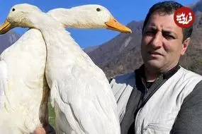 ببینید| غذای روستایی در آذربایجان؛ پخت غذا با اردک و سیب زمینی در کوهستان