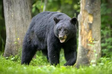 ( عکس) خرس سیاه، مشهورترین مرکز تفریحی آمریکا را به تعطیلی کشاند